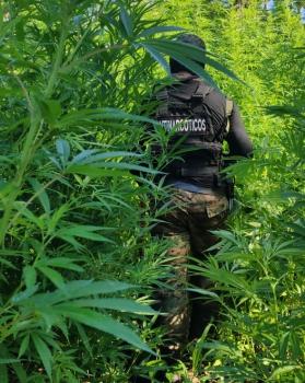PJC: Cortan 10 hectáreas de marihuana durante un allanamiento